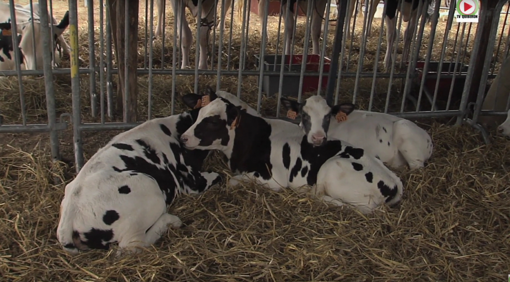 Comice agricole Quiberon