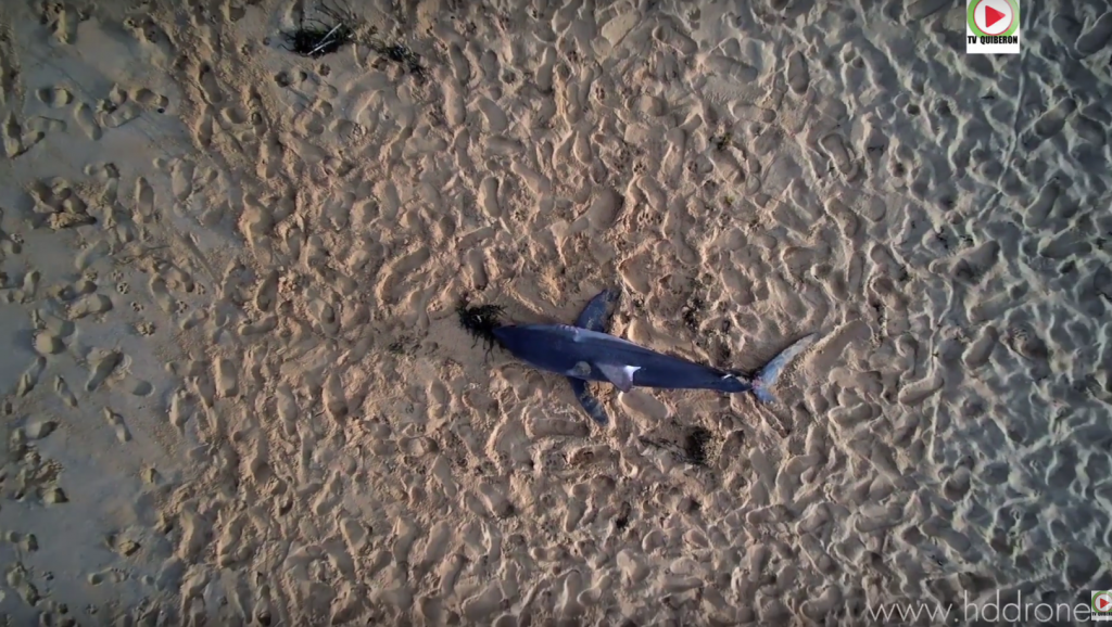 Shark Surf Session - HDdrone - TV Quiberon 24/7