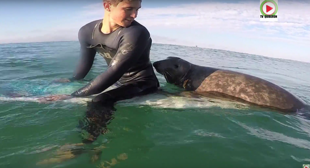 You le phoque sur la planche d'un surfer breton - TV Quiberon 24/7