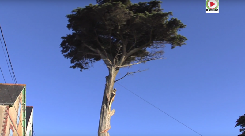 Quiberon mise a mort d'un bel arbre