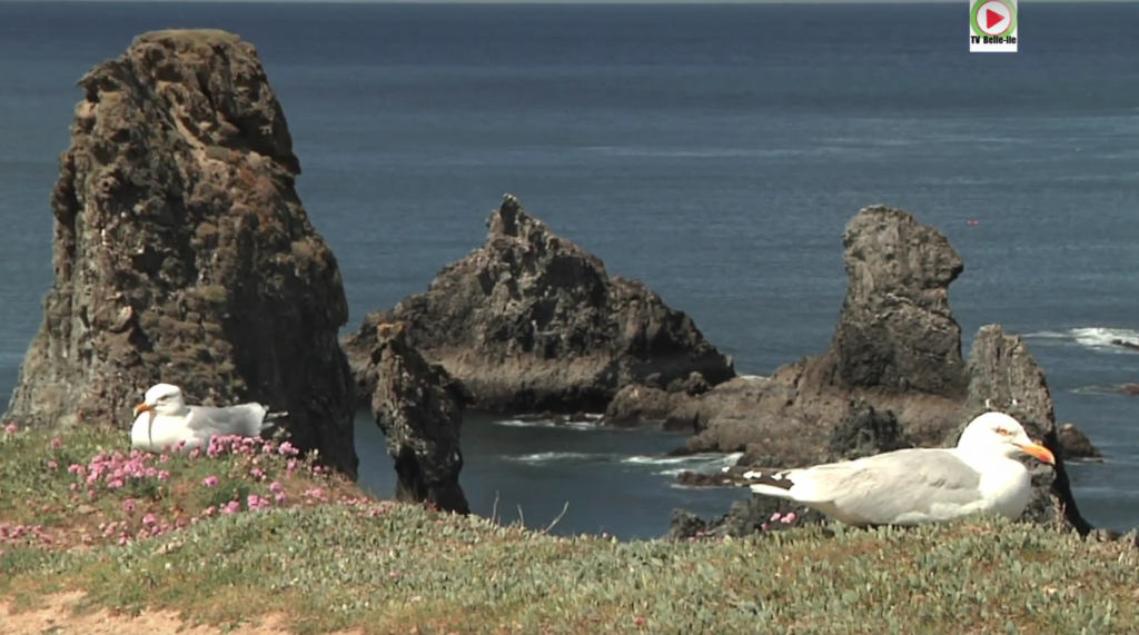 Les Goelands des Aiguilles de Port-Coton - TVBI Belle-Ile