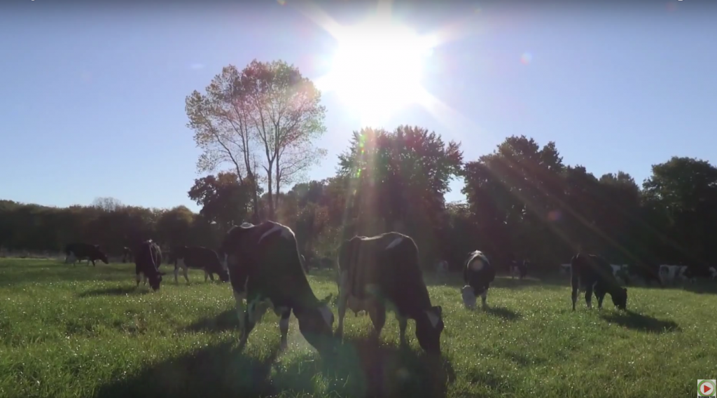 Bretagne Télé: L'eleveur de Mael-Carhaix et ses Vaches