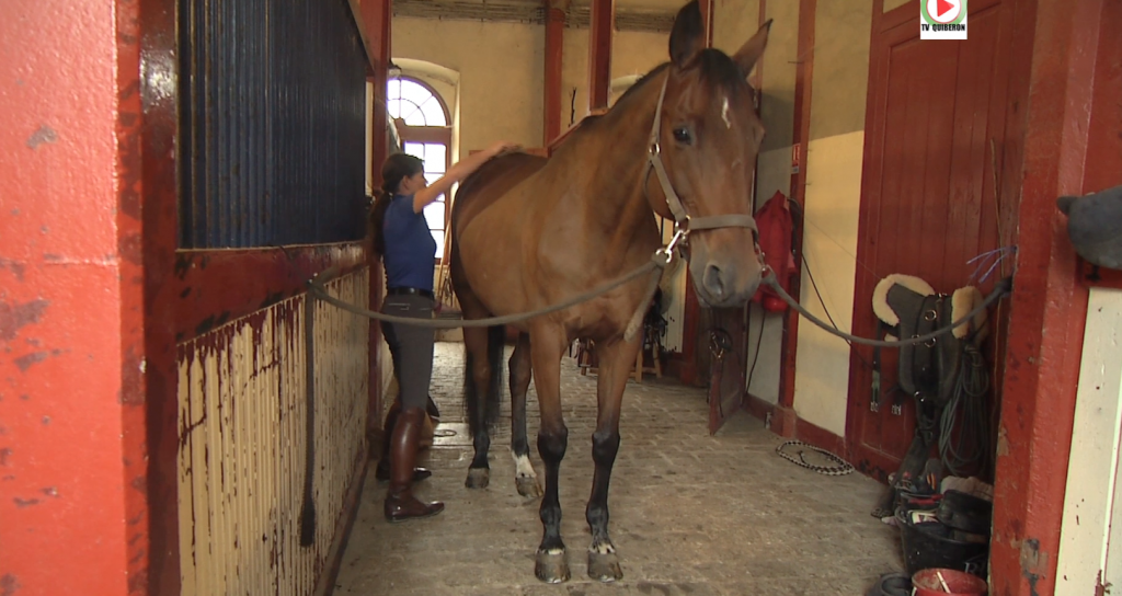 Lamballe: Le Haras National - Bretagne Télé
