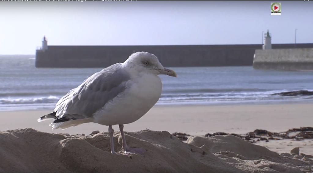 Mouettes, Hiver et Grande Plage - TV Quiberon 24/7