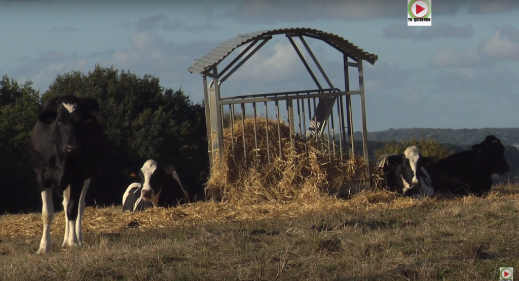 Guenroc: Les Vaches craquantes - Bretagne Télé