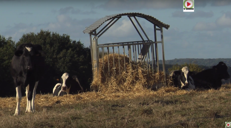 Guenroc: Les Vaches craquantes - Bretagne Télé