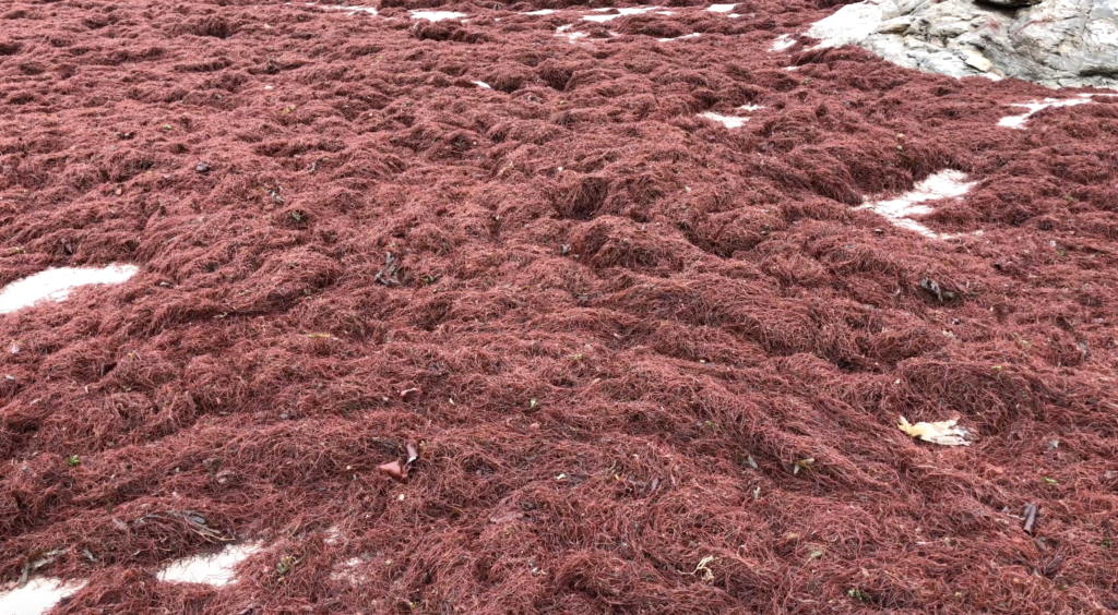 Marée Rouge à Saint-Gildas de Rhuys - Bretagne Télé