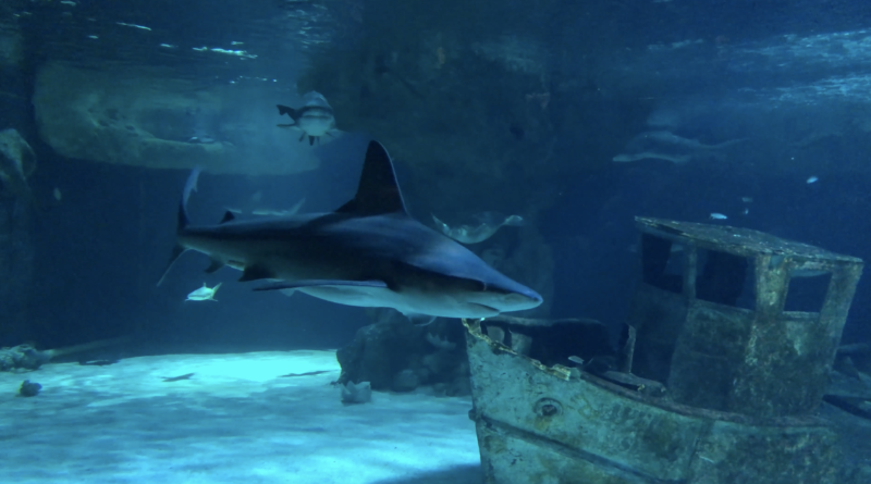 Requins de l''Océarium du Croisic - Télé La Baule