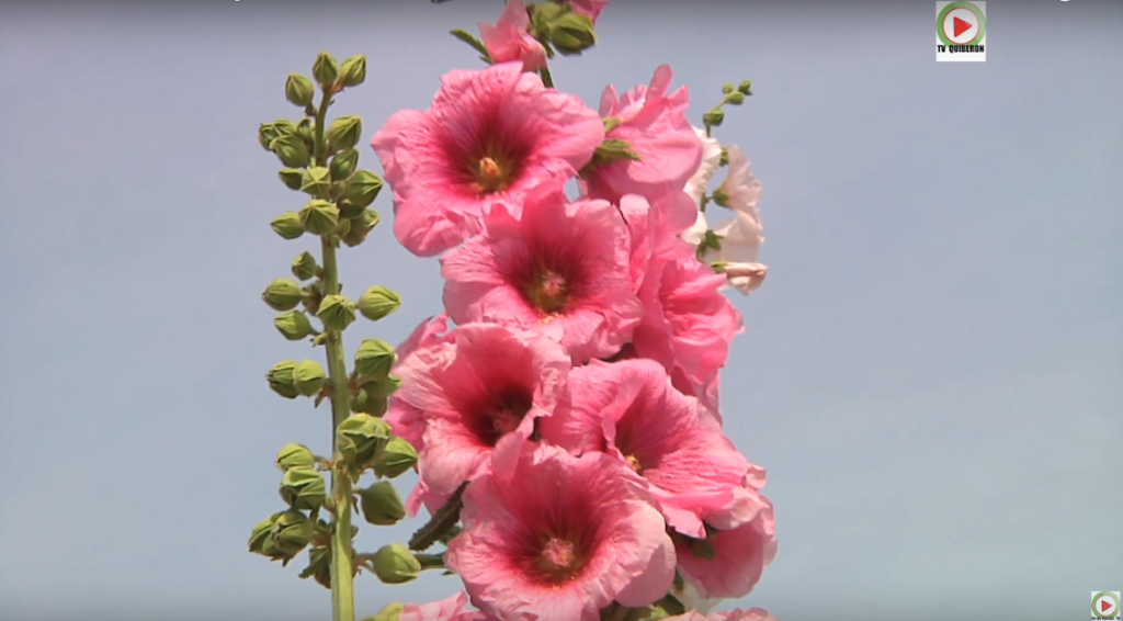 Les Fleurs du Bourg - Ile de Hoedic TV