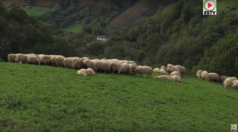 Pays Basque: Brebis de Montagne à Bidarray - Bretagne Télé