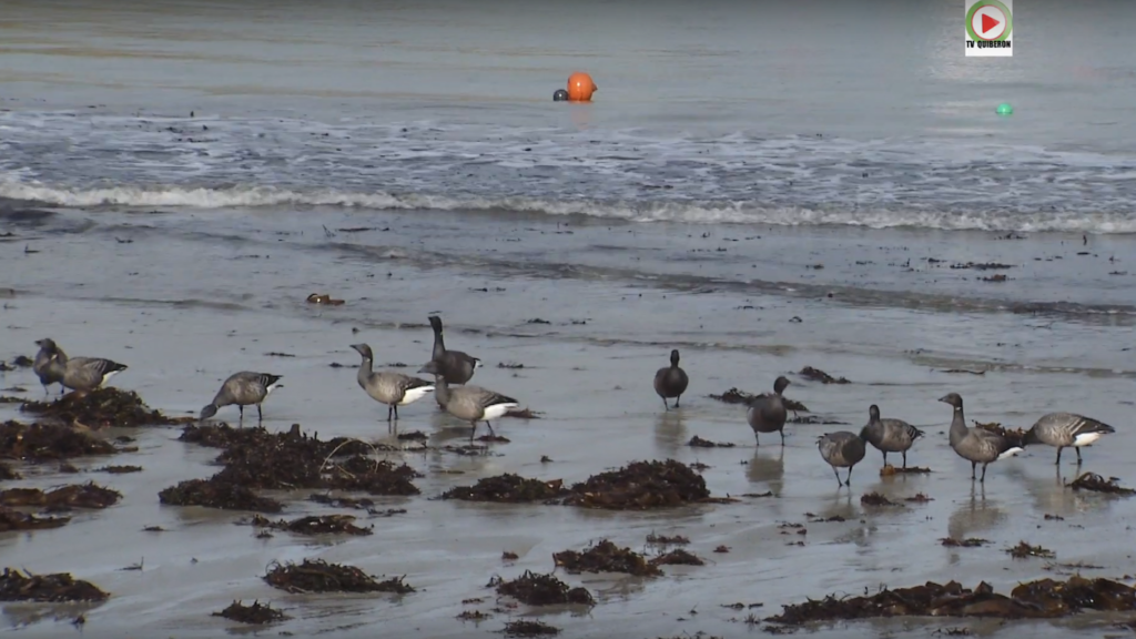 Portivy: Le resto des Oiseaux - TV Quiberon 24:7