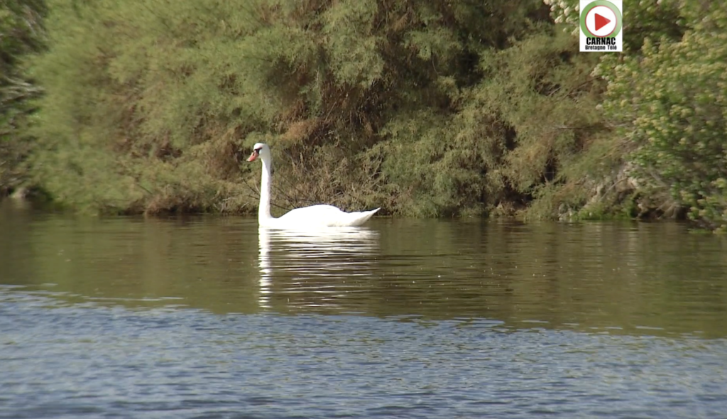 Carnac: Faites signe au Cygne des Salines - Carnac Télé