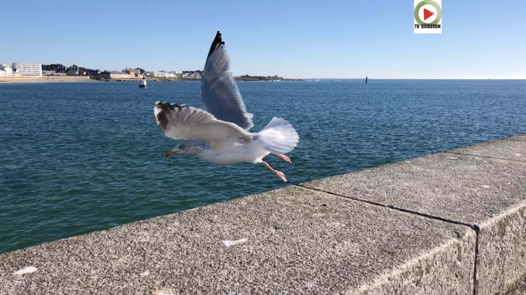 QUIBERON | Soleil, Plages et Chalutiers - TV Quiberon