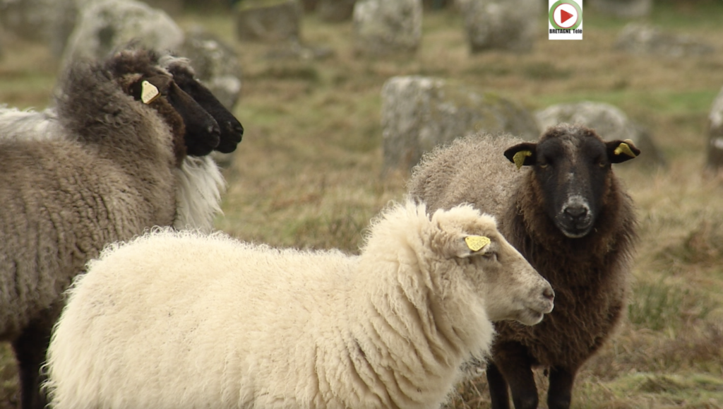Carnac | Moutons brouteurs de Menhirs - Bretagne Télé