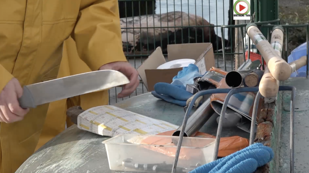 Lorient | Découpe d'un Rorqual échoué - Bretagne Télé