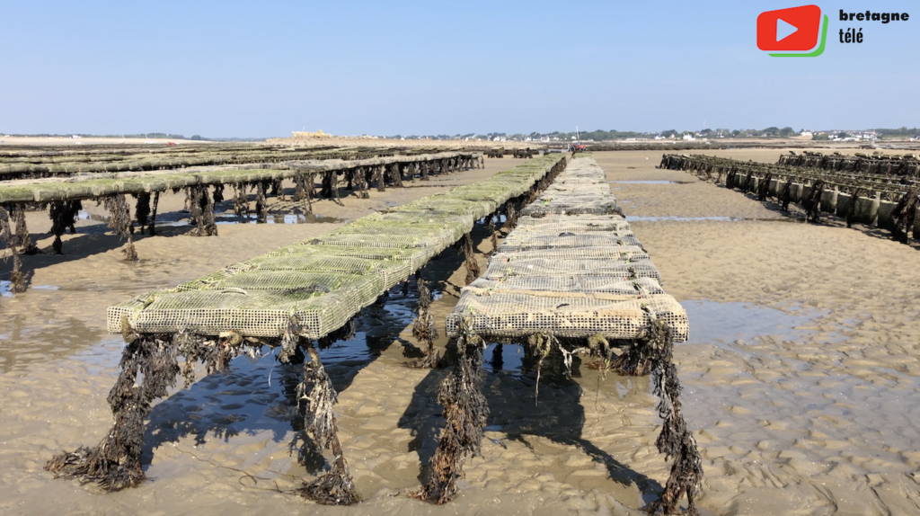 Carnac | Huîtres et bateaux anse du Pô - Bretagne Télé