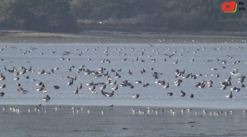 Saint-Armel | L'hôtel des oiseaux migrateurs - TV Golfe