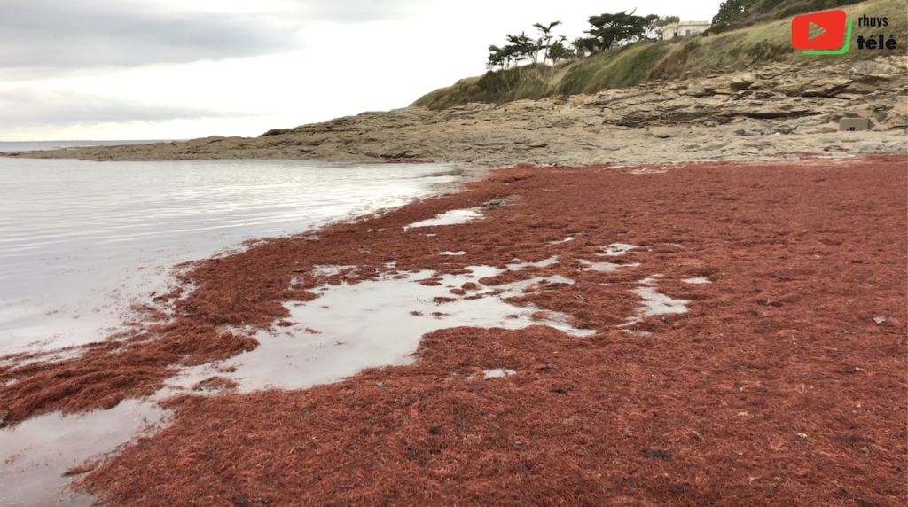 Saint-Gildas-de-Rhuys | Spectaculaire Marée rouge - Rhuys télé