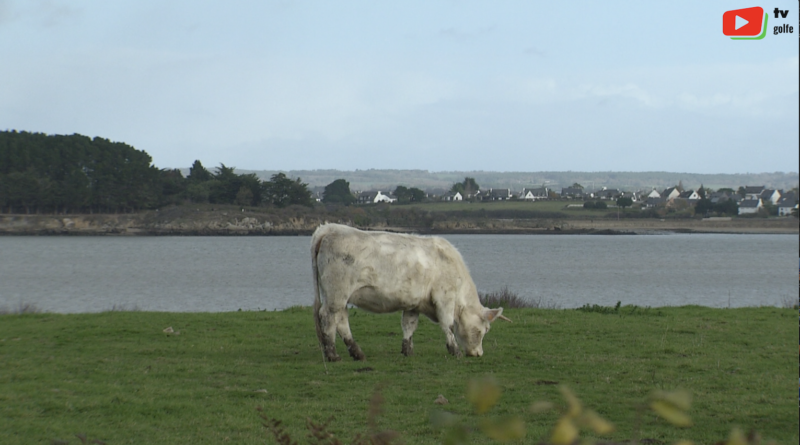 Saint-Armel | Les Vaches de l'Ile Tascon - TV Golfe