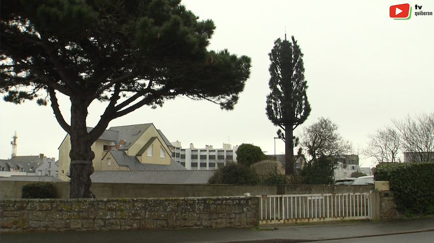 Quiberon | L'Arbre pousse en une journée | TV Quiberon 24/7