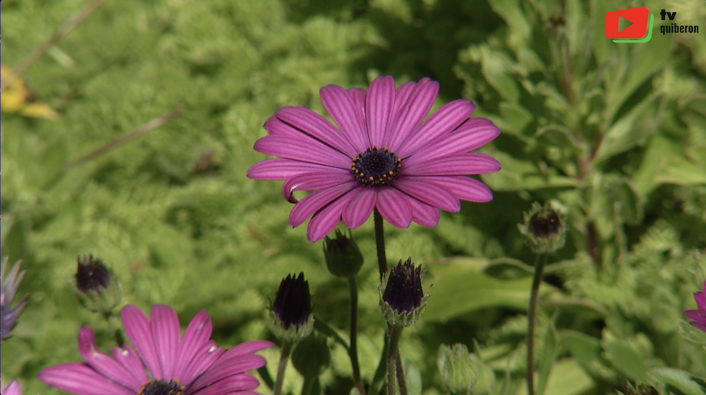 Quiberon | Le Jardin du Ragot | TV Quiberon 24/7