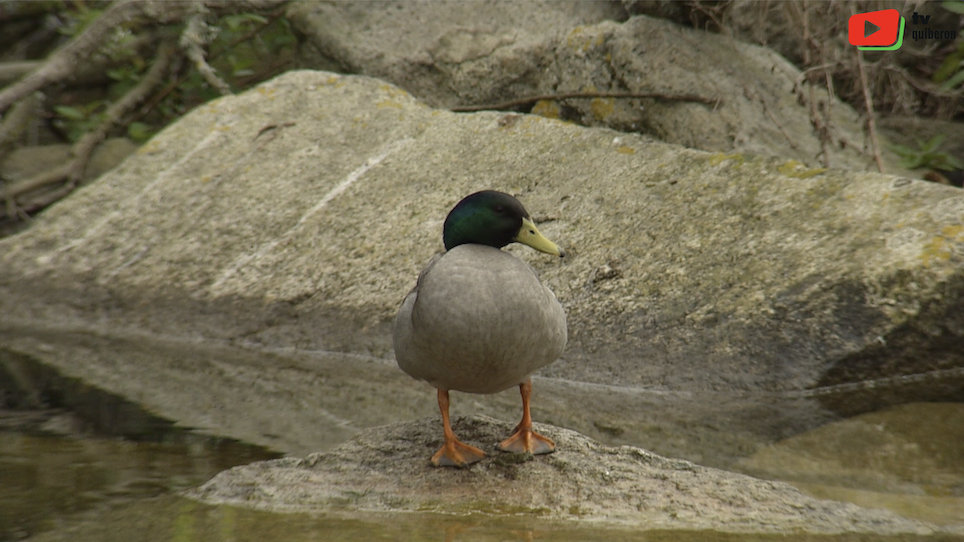Quiberon | La mare aux canards | TV Quiberon 24/7