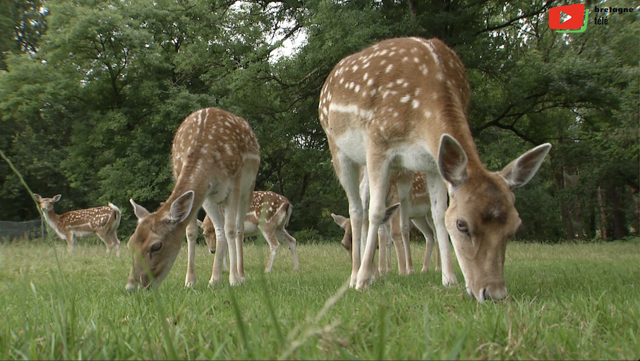 Clohars-Carnoët | Zoo Parc Animalier du Quinquis | Bretagne Télé