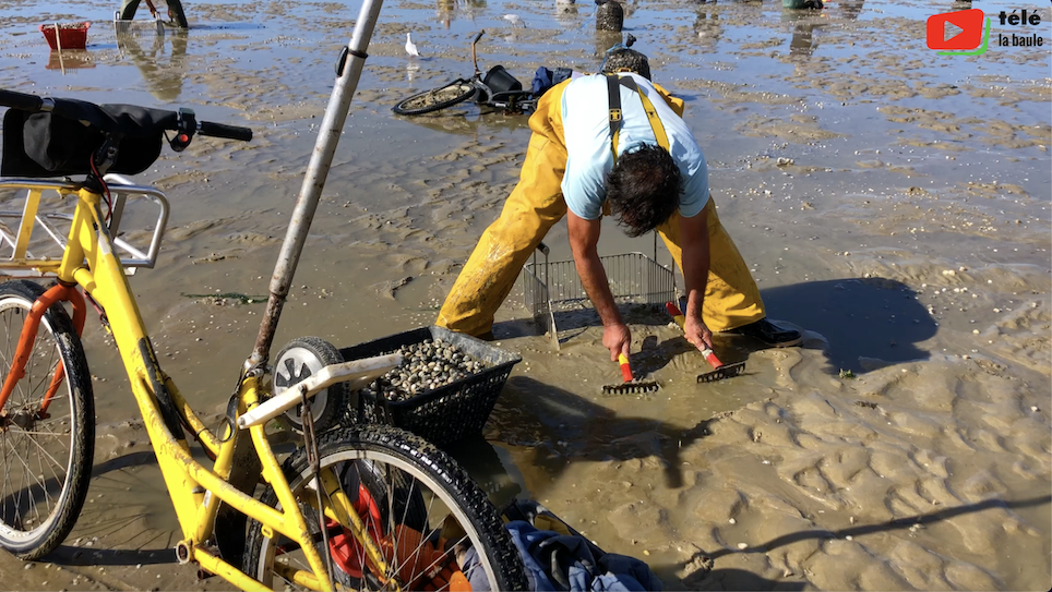 La Baule | La Pêche aux Coques | Télé La Baule