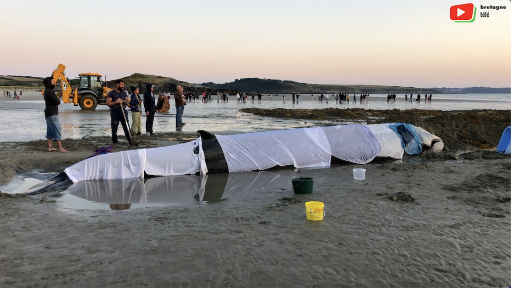 Ploéven | Sauvetage d'une Baleine | Bretagne Télé