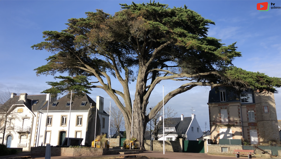 Quiberon | Deux cyprès abattus | TV Quiberon 24/7
