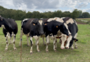 Bréhan | Coucou les Vaches Laitières