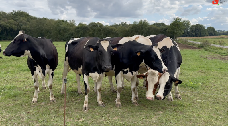 Bréhan | Coucou les Vaches Laitières