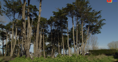 Quiberon | Les Arbres du Bois d'Amour | TV Quiberon 24/7