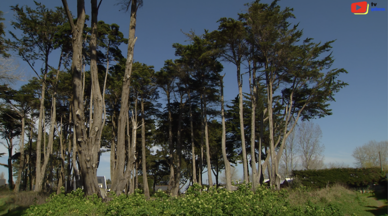 Quiberon | Les Arbres du Bois d'Amour | TV Quiberon 24/7