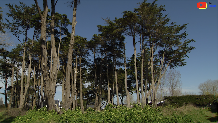 Quiberon | Les Arbres du Bois d'Amour | TV Quiberon 24/7