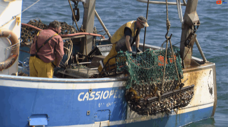 Quiberon | Pêche à la Coquille Saint-Jacques | TV Quiberon 24/7