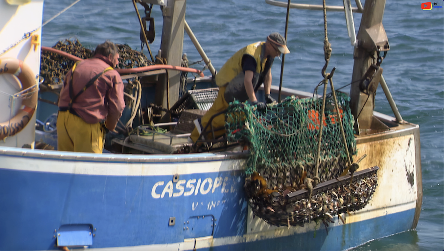 Quiberon | Pêche à la Coquille Saint-Jacques | TV Quiberon 24/7