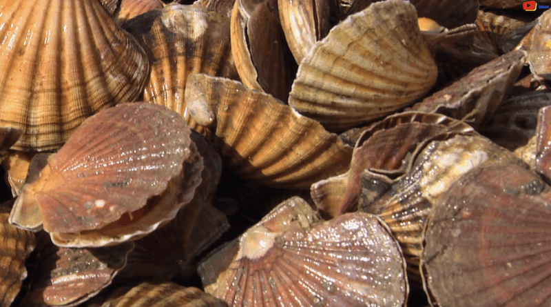 Quiberon | Coquille Saint-Jacques en Fête | TV Quiberon 24/7