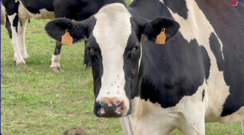 Bretagne | Nederlandse Koeien uit Bréhan | Nederland Bretagne TV