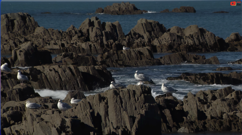 Locquémeau | Un si Beau Port | Télé Lannion Trégor