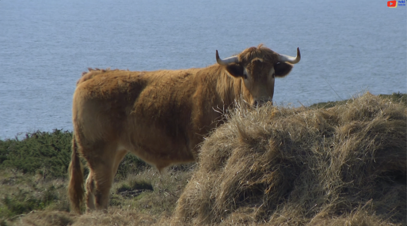 Belle-Île-en-Mer | L'Île aux Belles Vaches à Cornes | Belle-Île Télévision TVBI