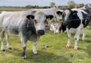 De Haan | Vosseslag / Vaches, Charme et Phare | Belgique Bretagne Télé