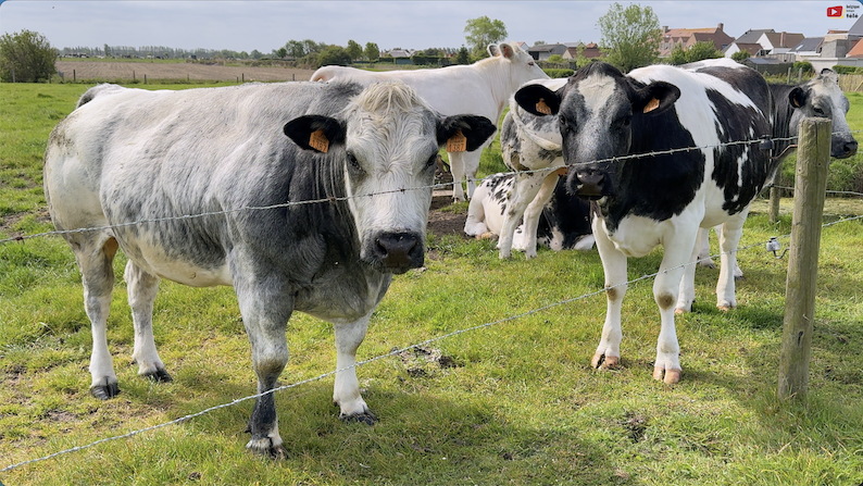 De Haan | Vosseslag / Vaches, Charme et Phare | Belgique Bretagne Télé