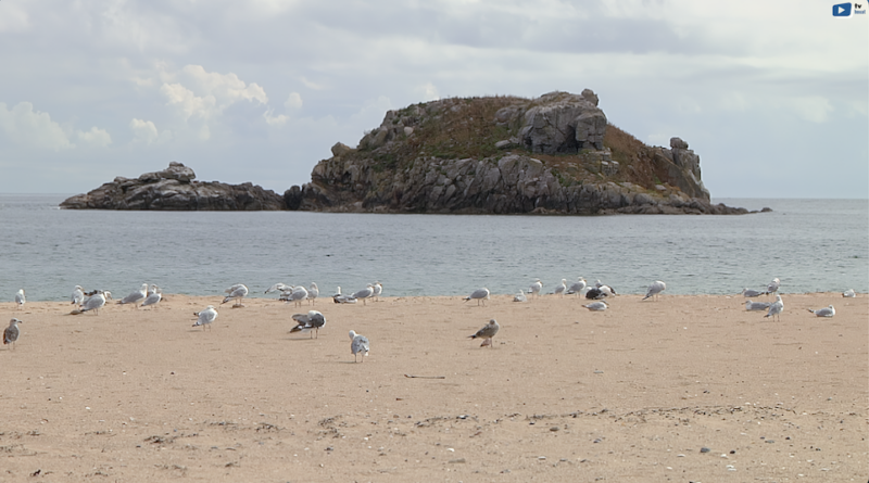 Île de Houat | Le Paradis Breton en Été | Île de Houat TV