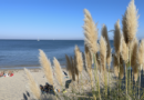 Quiberon | Automne Estival: Le Paradis Secret | TV Quiberon 24/7Quiberon / Bretagne. L'été indien s'installe sur la presqu'île de Quiberon. Alors que les juilletistes et les aoûtiens ont déserté le Morbihan, la Bretagne Sud dévoile son plus beau visage. Températures douces, lumière dorée et plages désertes : découvrez pourquoi vous devez absolument visiter Quiberon en automne.